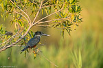 Afrique du Sud / Martin-pêcheur géant / Giant Kingfisher (Megaceryle maximus)