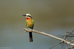 Afrique du Sud / Guêpier à front blanc / White fronted bee eater  (Merops bullockoides)