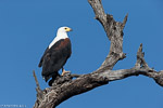 Afrique du Sud / Pygargue vocifère / African fish eagle (Haliaeetus vocifer)