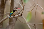 Afrique du sud / Martin-chasseur à tête brune / brown-hooded kingfisher (Halcyon albiventris)