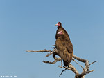 Afrique du sud / Vautour charognard / Hooded vulture (Necrosyrtes monachus)