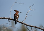 Afrique du Sud / Huppe d'afrique / african hoopoe (Upupa africana)