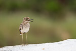 Afrique du Sud / Oedicnème vermiculé / Water Thick-knee (Burhinus vermiculatus)