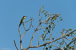 Guêpier européen / European bee-eater (Merops apiaster)