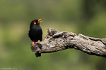 Bagadais de Retz / Retz's helmet-shrike (Prionops retzii)