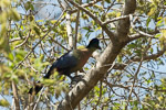 Afrique du Sud / Touraco à huppe splendide / Purple-crested Turaco (tauraco porphyreolopha)