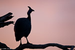 Kenya / Pintade de numidie / Helmeted guineafowl (Numida meleagris)