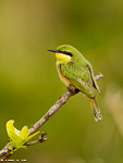 Kenya / Guepier Nain  / Little Bee Eater  (Merops Pusillus)