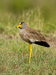 Kenya / Vanneau du Sénégal / African Wattled Lapwing (Vanellus senegallus)