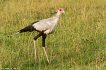 Kenya / Messager sagittaire / Secretarybird (Sagittarius serpentarius)