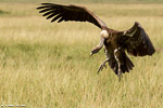 Kenya / Vautour africain / White-backed vulture (Gyps africanus)