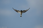 Kenya / Martin-pêcheur pie / Pied kingfisher (Ceryle rudis)