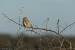 Zimbabwe / Chevêchette perlée / Pearl-spotted Owlet (Glaucidium perlatum)