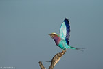 Zimbabwe / Rollier à longs brins / Lilac-breasted roller (Coracias caudatus)