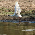 Zimbabwe / Spatule d'Afrique / African Spoonbill (Platalea alba)