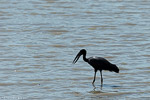 Bec-ouvert africain / African openbill (Anastomus lamelligerus)