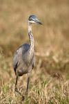 Kenya / Héron melanocephale / Black-headed heron (Ardea melanocephala)