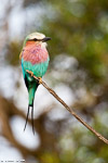 Kenya / Rollier à longs brins / Lilac-breasted roller (Coracias caudatus)