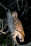 Afrique du sud / Grand-duc africain / Spotted Eagle-owl (Bubo africanus)