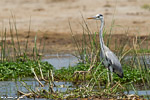 Ouganda / Héron cendré / Grey heron (Ardea cinerea)