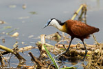 Ouganda / Jacana à poitrine dorée / African jacana (Actophilornis africanus)