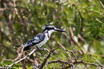 Ouganda / Martin-pêcheur pie / Pied kingfisher (Ceryle rudis)