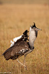 Kenya / Outarde kori / Kori bustard (Ardeotis kori)