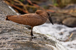 Afrique du sud / Ombrette africaine / Hamerkop (Scopus umbretta)