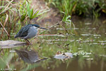 Kenya / Héron strié / Green-backed heron (Butorides striata)