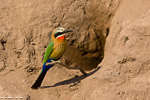 Botswana / Guêpier à front blanc / White fronted bee eater  (Merops bullockoides)