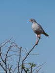 Etosha / Autour chanteur / Chanting goshawk (Melierax canorus)