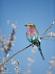 Etosha / Rollier à longs brins / Lilac-breasted roller (Coracias caudatus)