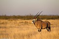 Antilopes