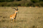 Kenya / impala