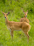 Kenya / reedbuck