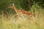 Kenya / impala