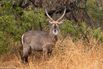 Afrique du sud / cobe à croissant / waterbuck