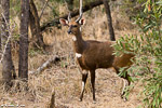 Afrique du sud / bushbuck