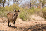 Afrique du sud / cobe à croissant / waterbuck