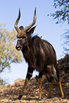 Afrique du sud / Nyala