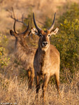 Afrique du sud / cobe à croissant / waterbuck