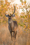 Afrique du sud / cobe à croissant / waterbuck