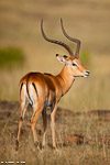 Kenya / impala