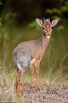 Kenya / dik-dik