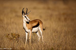 namibie / springbok