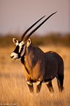 Namibie / oryx