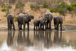 Afrique du sud / Sabi Sand