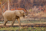 Afrique du sud / Sabi Sand