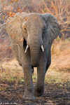 Afrique du sud / Sabi Sand