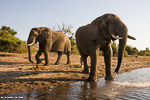 Botswana / Chobe